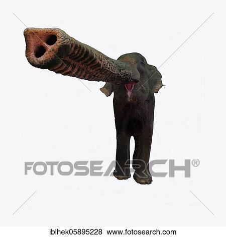 Stock Photo - Elephant, large trunk, wide angle shot, Bangkok, Thailand, Asia. Fotosearch