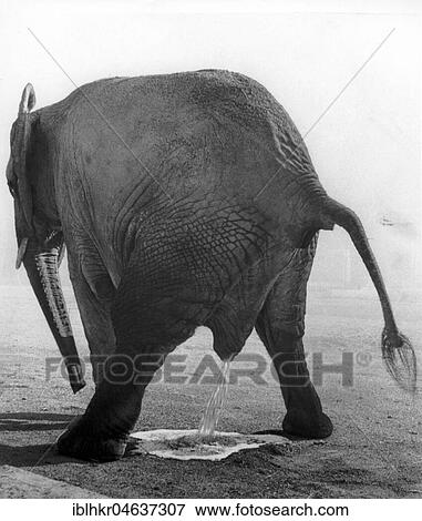 Stock Photo - Elephant taking a piss, ca. 1970s, exact place unknown, Austria, Europe. Fotosearch