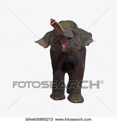 Stock Image - Elephant with small trunk, assembly, Bangkok, Thailand, Asia. Fotosearch