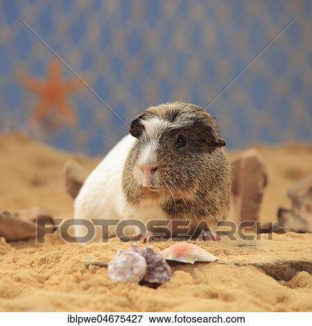 English Crested Guinea Pig, in the sand, summer beach decoration View Large Photo Image Stock Photo - English Crested Guinea Pig, in the sand, summer beach decoration. Fotosearch