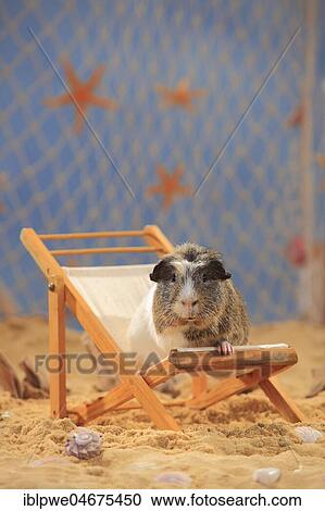 Stock Image - English Crested Guinea Pig, sitting in a deck chair in the sand, summer beach decoration. Fotosearch