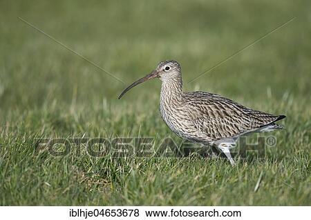 Stock Photo - Eurasian Curlew (Numenius arquata) on meadow, Texel, North Holland, Netherlands. Fotosearch