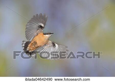 Stock Image - Eurasian nuthatch (Sitta europaea) in flight, North Rhine-Westphalia, Germany, Europe. Fotosearch