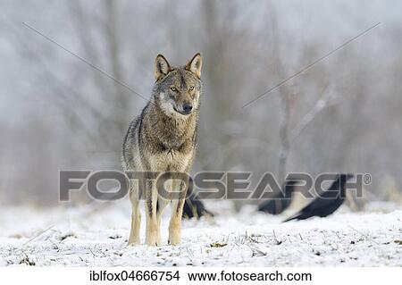 Picture - Eurasian Wolf (Canis lupus lupus) on a clearing in winter, Forest Carpathians, Poland, Europe. Fotosearch