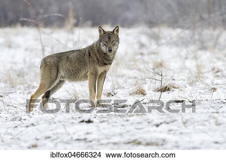 Eurasian Wolf (Canis lupus lupus) attentive on a clearing in winter, Forest Carpathians, facing camera, Forest Carpathians, Poland, Europe View Large Photo Image Picture - Eurasian Wolf (Canis lupus lupus) attentive on a clearing in winter, Forest Carpathians, facing camera, Forest Carpathians, Poland, Europe. Fotosearch