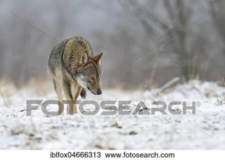 Eurasian Wolf (Canis lupus lupus) runs on a clearing through snow, Forest Carpathians, Poland, Europe View Large Photo Image Stock Image - Eurasian Wolf (Canis lupus lupus) runs on a clearing through snow, Forest Carpathians, Poland, Europe. Fotosearch
