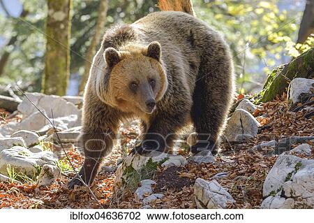 Stock Image - European brown bear (Ursus arctos arctos), in the karst forest, Notranjska, Slovenia, Europe. Fotosearch