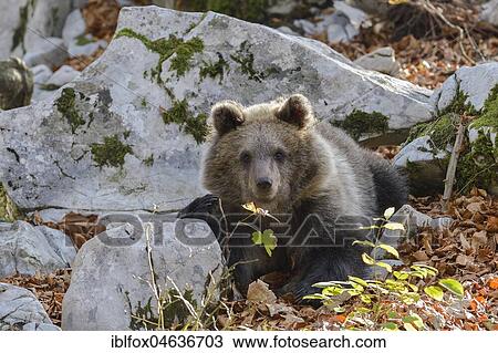 Stock Image - European brown bear (Ursus arctos arctos), young animal in the karst forest, Notranjska, Slovenia, Europe. Fotosearch