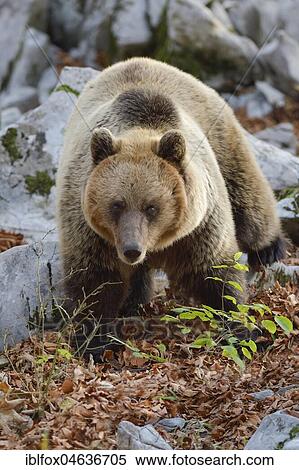 European brown bear (Ursus arctos arctos), in the karst forest, Notranjska, Slovenia, Europe View Large Photo Image Stock Photography - European brown bear (Ursus arctos arctos), in the karst forest, Notranjska, Slovenia, Europe. Fotosearch