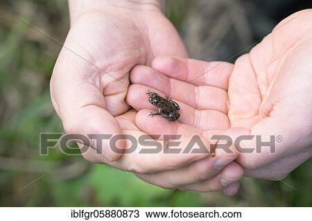 European Fire-bellied Toad ( Bombina bombina), Young animal on hand, Doberlug-Kirchhain, Brandenburg, Germany, Europe View Large Photo Image Stock Image - European Fire-bellied Toad ( Bombina bombina), Young animal on hand, Doberlug-Kirchhain, Brandenburg, Germany, Europe. Fotosearch