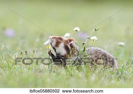 Stock Image - European hamster (Cricetus cricetus) sniffs a plant, Vienna, Austria, Europe. Fotosearch