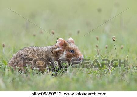 European hamster ( Cricetus cricetus) young hamster in Wiese, Austria, Europe View Large Photo Image Stock Image - European hamster ( Cricetus cricetus) young hamster in Wiese, Austria, Europe. Fotosearch