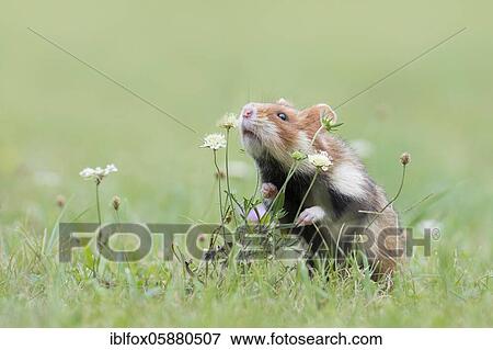 Stock Photo - European hamster (Cricetus cricetus) sniffs a plant, Vienna, Austria, Europe. Fotosearch