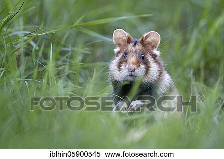 European hamster (Cricetus cricetus) securing, looking out for enemies, in habitat, Austria, Europe View Large Photo Image Stock Photography - European hamster (Cricetus cricetus) securing, looking out for enemies, in habitat, Austria, Europe. Fotosearch