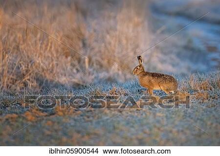 European hare (Lepus europaeus) Middle Elbe Biosphere Reserve, Saxony-Anhalt View Large Photo Image Picture - European hare (Lepus europaeus) Middle Elbe Biosphere Reserve, Saxony-Anhalt. Fotosearch