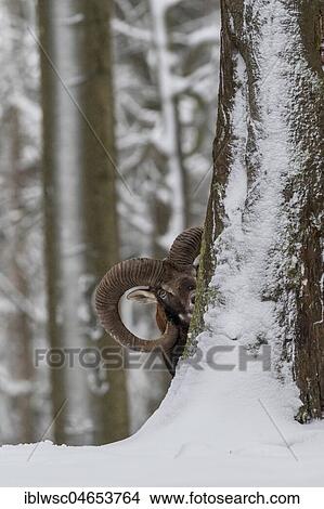 Picture - European mouflon (Ovis orientalis musimon), Aries stands in the snow, Vulkaneifel, Rhineland-Palatinate, Germany, Europe. Fotosearch