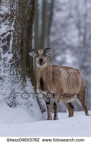 Stock Image - European mouflon (Ovis orientalis musimon), Aries, young animal in snow, Vulkaneifel, Rhineland-Palatinate, Germany, Europe. Fotosearch