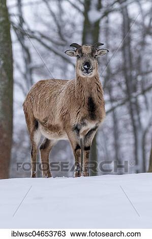 European mouflon (Ovis orientalis musimon), Aries, young animal in snow, Vulkaneifel, Rhineland-Palatinate, Germany, Europe View Large Photo Image Stock Image - European mouflon (Ovis orientalis musimon), Aries, young animal in snow, Vulkaneifel, Rhineland-Palatinate, Germany, Europe. Fotosearch