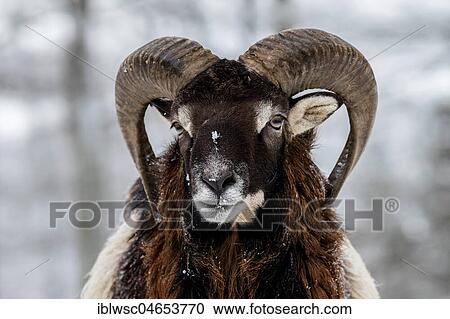 Stock Image - European mouflon (Ovis orientalis musimon), Aries stands in the snow, animal portrait, Vulkaneifel, Rhineland-Palatinate, Germany, Europe. Fotosearch