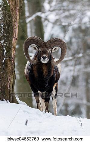 Stock Photo - European mouflon (Ovis orientalis musimon), Aries stands in the snow, Vulkaneifel, Rhineland-Palatinate, Germany, Europe. Fotosearch