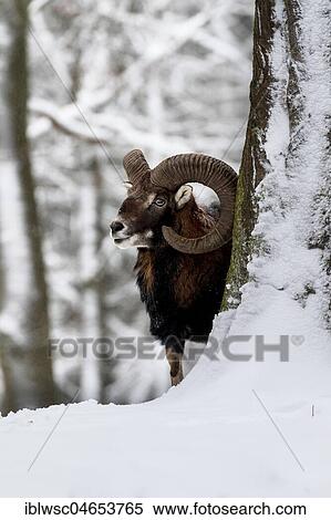 Stock Photography - European mouflon (Ovis orientalis musimon) behind tree in the snow, Aries, Vulkaneifel, Rhineland-Palatinate, Germany, Europe. Fotosearch