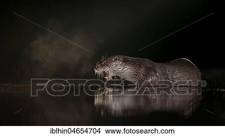 European otter (Lutra lutra) on night hunting in the water, search for food, National Park Kiskunság, Hungary, Europe View Large Photo Image Picture - European otter (Lutra lutra) on night hunting in the water, search for food, National Park Kiskunság, Hungary, Europe. Fotosearch