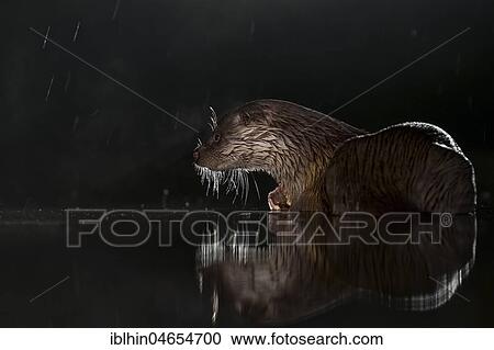 Stock Image - European otter (Lutra lutra) on night hunting in the water, search for food, National Park Kiskunság, Hungary, Europe. Fotosearch