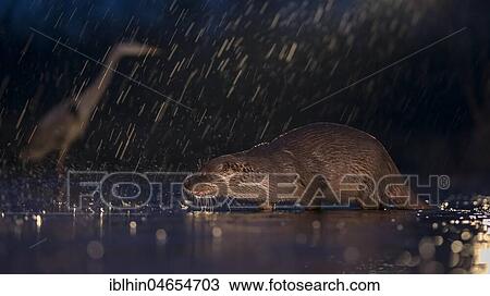 Stock Image - European otter (Lutra lutra) on nocturnal hunting in the water during rain, search for food, National Park Kiskunság, Hungary, Europe. Fotosearch