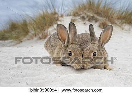 Stock Image - European rabbit (Oryctolagus cuniculus) in the dunes of the Baltic Sea, Darß National Park, Mecklenburg-Vorpommern. Fotosearch