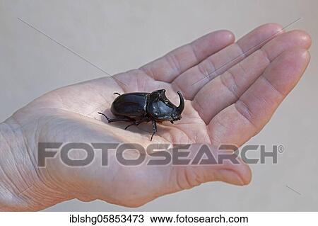 European rhinoceros beetle ( Oryctes nasicornis) on one hand, near Buzet, Istria, Croatia, Europe View Large Photo Image Stock Image - European rhinoceros beetle ( Oryctes nasicornis) on one hand, near Buzet, Istria, Croatia, Europe. Fotosearch