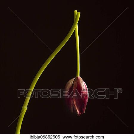Stock Photograph - Faded red tulip, studio shot, France, Europe. Fotosearch