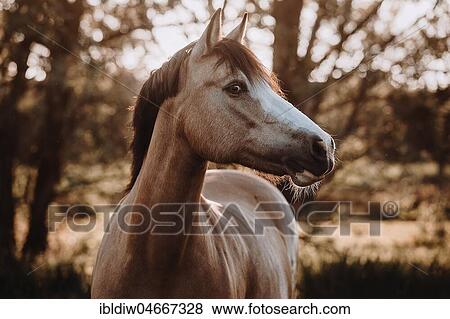 Stock Photo - Falbe, horse with blaze on a willow, portrait, Germany, Europe. Fotosearch