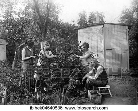 Family harvests berries in the allotment garden View Large Photo Image Stock Photograph - Family harvests berries in the allotment garden. Fotosearch