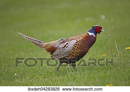 Fasan (Phasianus colchicus), Hahn stolziert in Wiese, Niederosterreich, Osterreich, Europa View Large Photo Image Stock Photograph - Fasan (Phasianus colchicus), Hahn stolziert in Wiese, Niederosterreich, Osterreich, Europa. Fotosearch