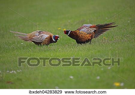 Fasan (Phasianus colchicus), streitbare Hahne stehen sich gegenuber, Niederosterreich, Osterreich, Europa View Large Photo Image Stock Photo - Fasan (Phasianus colchicus), streitbare Hahne stehen sich gegenuber, Niederosterreich, Osterreich, Europa. Fotosearch