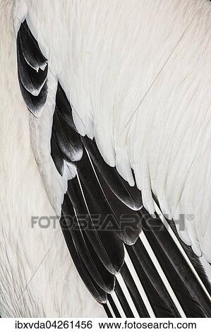 Stock Photograph - Federn, Gefieder von einem Flugel, Krauskopfpelikan (Pelecanus crispus), Deutschland, Europa. Fotosearch