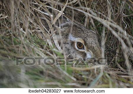Feldhase (Lepus europaeus) im Versteck im Gras, Niederosterreich, Osterreich, Europa View Large Photo Image Stock Photo - Feldhase (Lepus europaeus) im Versteck im Gras, Niederosterreich, Osterreich, Europa. Fotosearch