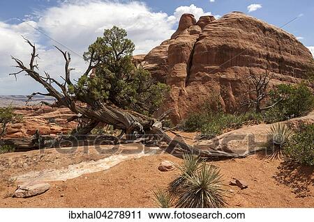 Felsformationen am Devils Garden Trailhead, Arches National Park, Utah, USA, Nordamerika View Large Photo Image Stock Image - Felsformationen am Devils Garden Trailhead, Arches National Park, Utah, USA, Nordamerika. Fotosearch
