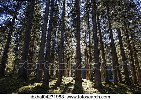 Fichtenwald im Gegenlicht, bei Tannheim, Tannheimer Tal, Tirol, Osterreich, Europa View Large Photo Image Stock Image - Fichtenwald im Gegenlicht, bei Tannheim, Tannheimer Tal, Tirol, Osterreich, Europa. Fotosearch