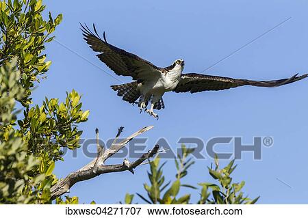 Fischadler (Pandion haliaetus carolinensis), Osprey, beim Abflug vom Ast, Ding Darling National Wildlife Refuge, Sanibel Island, Florida, USA, Nordamerika View Large Photo Image Stock Photo - Fischadler (Pandion haliaetus carolinensis), Osprey, beim Abflug vom Ast, Ding Darling National Wildlife Refuge, Sanibel Island, Florida, USA, Nordamerika. Fotosearch
