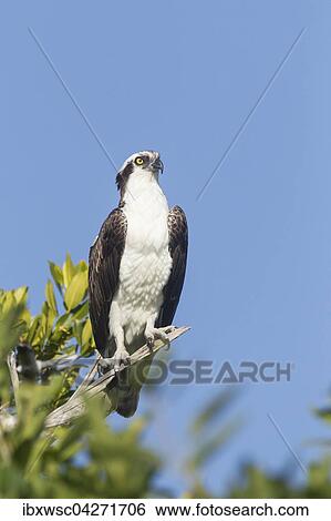 Fischadler (Pandion haliaetus carolinensis), Sitz auf einem Ast, Ding Darling National Wildlife Refuge, Sanibel Island, Florida, USA, Nordamerika View Large Photo Image Stock Photograph - Fischadler (Pandion haliaetus carolinensis), Sitz auf einem Ast, Ding Darling National Wildlife Refuge, Sanibel Island, Florida, USA, Nordamerika. Fotosearch