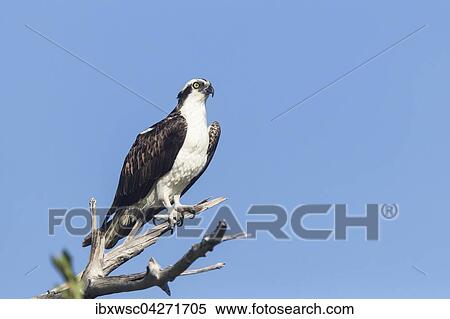Stock Photography - Fischadler (Pandion haliaetus carolinensis), Sitz auf einem Ast, Ding Darling National Wildlife Refuge, Sanibel Island, Florida, USA, Nordamerika. Fotosearch
