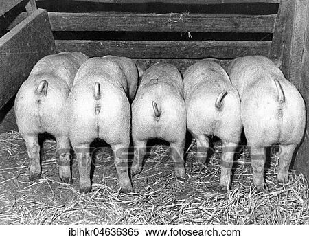 Stock Photography - Five pigs eating, rear view, ca. 1970s, exact place unknown, Germany, Europe. Fotosearch