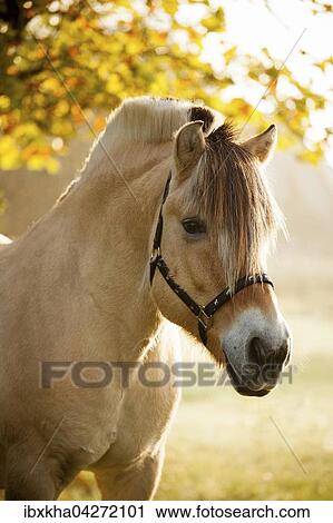 Stock Image - Fjordpferd (Equus ferus caballus), Pony, Wallach, Falbe, im Herbst, Portrait. Fotosearch