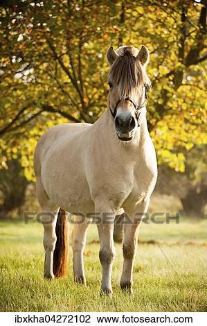 Fjordpferd (Equus ferus caballus), Pony, Wallach, Falbe, steht auf der Weide im Herbst View Large Photo Image Stock Image - Fjordpferd (Equus ferus caballus), Pony, Wallach, Falbe, steht auf der Weide im Herbst. Fotosearch