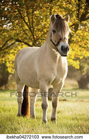 Stock Image - Fjordpferd (Equus ferus caballus), Pony, Wallach, Falbe, steht auf der Weide im Herbst. Fotosearch