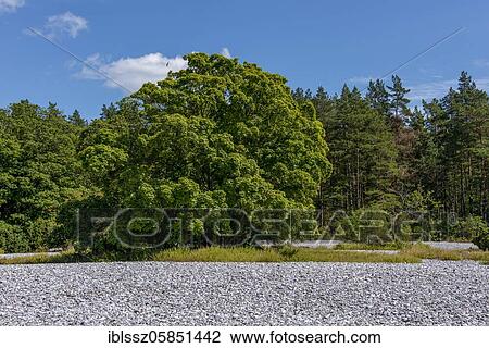Flintstone fields on the island of Rügen between Mukran and Prora, Mecklenburg-Vorpommern, Germany, Europe View Large Photo Image Stock Image - Flintstone fields on the island of Rügen between Mukran and Prora, Mecklenburg-Vorpommern, Germany, Europe. Fotosearch