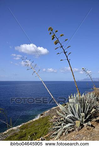 Flowering Agave (Agave) in front of blue sea, behind island Marettimo, island Levanzo, Egadic Islands, Italy, Europe View Large Photo Image Stock Photography - Flowering Agave (Agave) in front of blue sea, behind island Marettimo, island Levanzo, Egadic Islands, Italy, Europe. Fotosearch