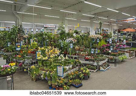 Flowering spring flowers, plants, garden centre, interior, Bavaria, Germany, Europe View Large Photo Image Stock Photo - Flowering spring flowers, plants, garden centre, interior, Bavaria, Germany, Europe. Fotosearch