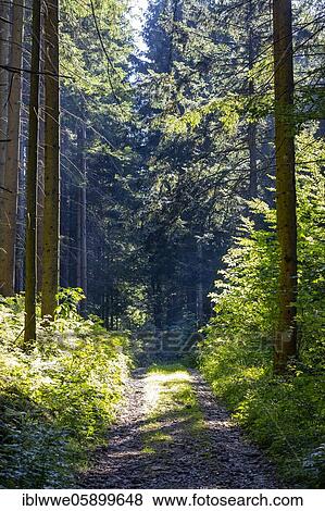 Stock Photo - Forest path through the spruce forest, Mondseeland, Upper Austria, Austria, Europe. Fotosearch